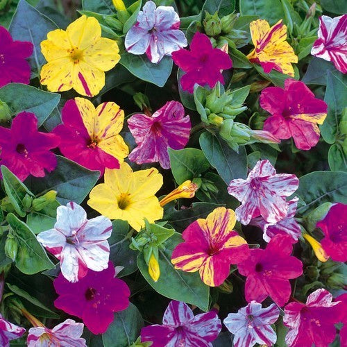 Mirabilis jalapa 'Broken Colors'