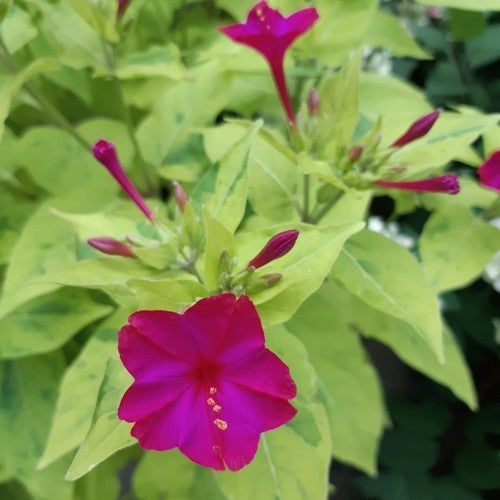 Mirabilis jalapa 'Limegreen'