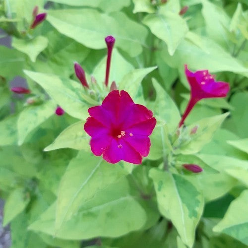 Mirabilis jalapa 'Limegreen'