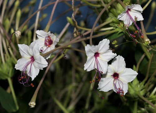 Mirabilis longiflora