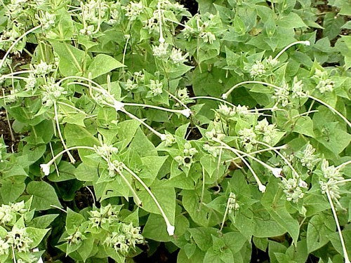 Mirabilis longiflora