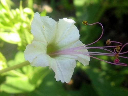 Mirabilis longiflora