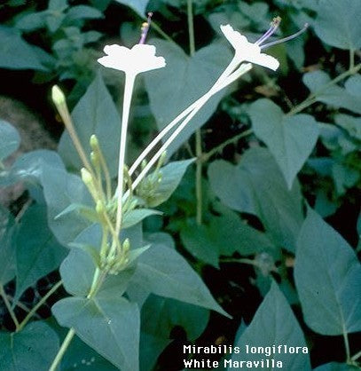 Mirabilis longiflora