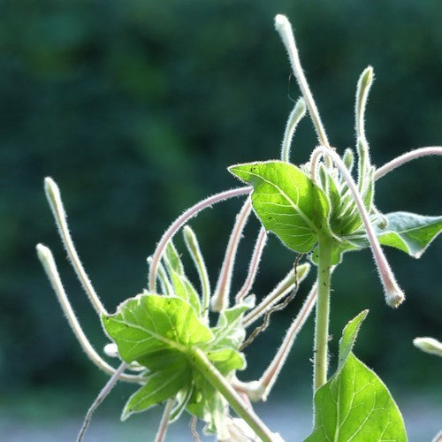 Mirabilis longiflora