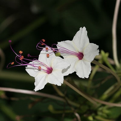 Mirabilis longiflora