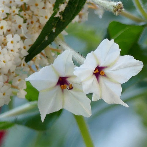 Mirabilis longiflora