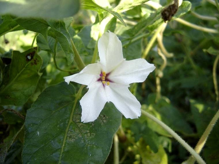 Mirabilis longiflora