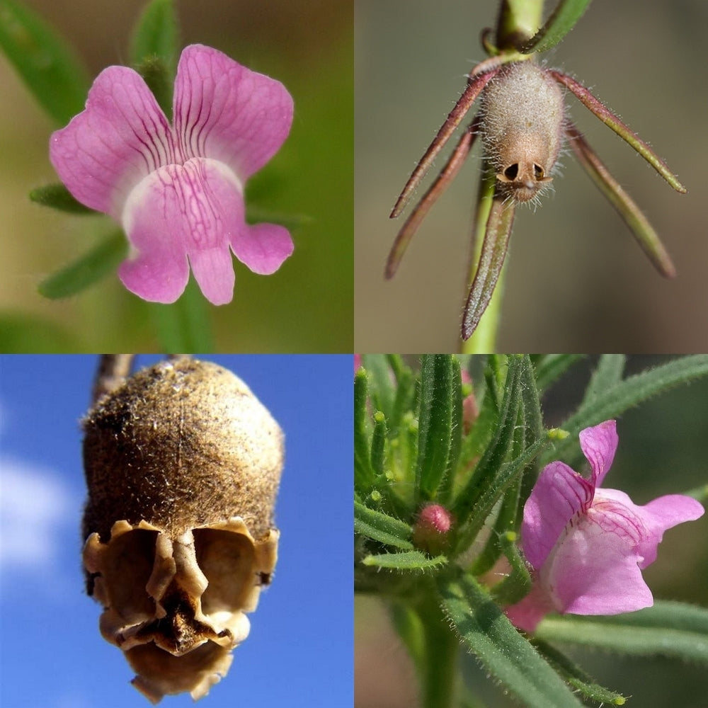 Misopates orontium