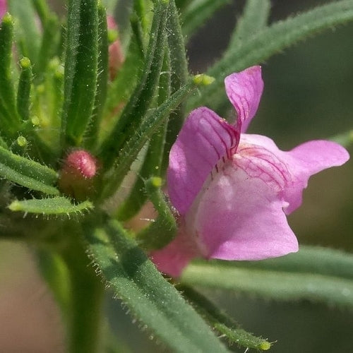 Misopates orontium