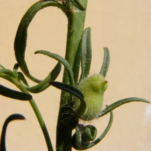 Misopates orontium