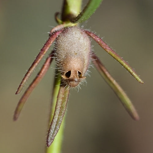 Misopates orontium