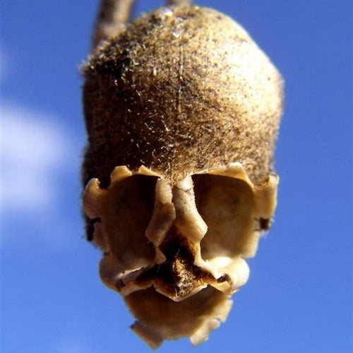 Misopates orontium