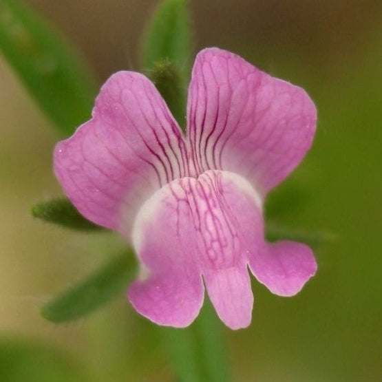 Misopates orontium