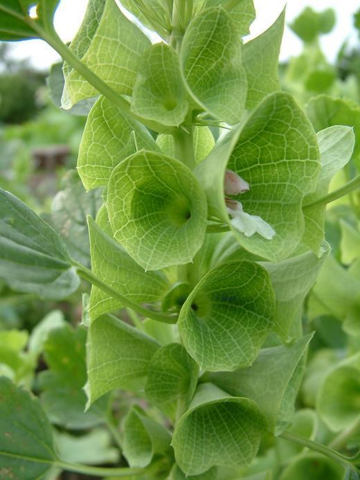 Moluccella laevis