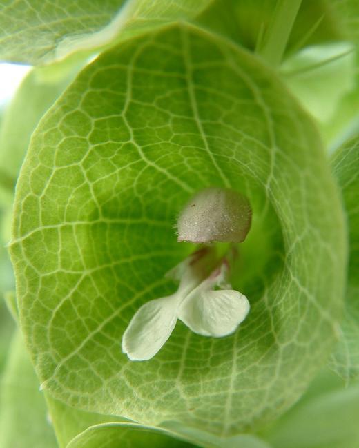 Moluccella laevis
