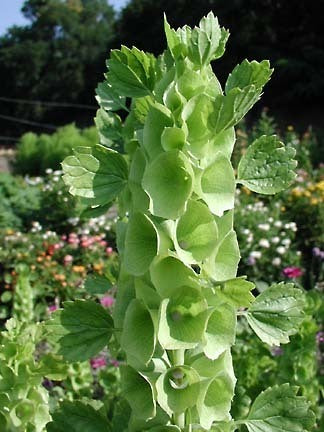 Moluccella laevis