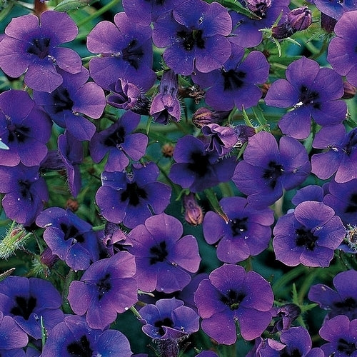 Monopsis debilis 'Regal Purple'