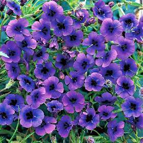 Monopsis debilis 'Regal Purple'