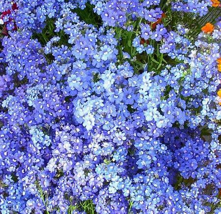 Nemesia strumosa 'Blue Gem'