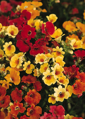 Nemesia strumosa 'Carnival Mixed'