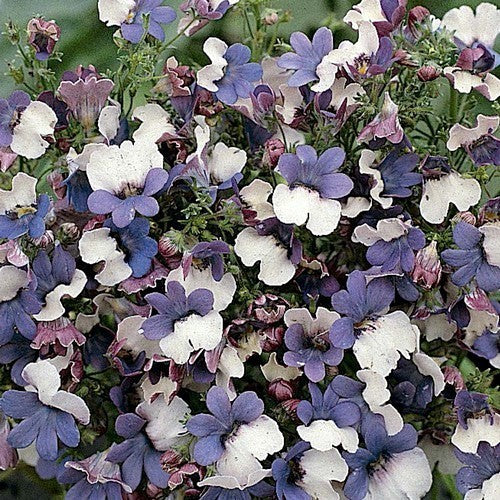 Nemesia versicolor 'K.l.m.'