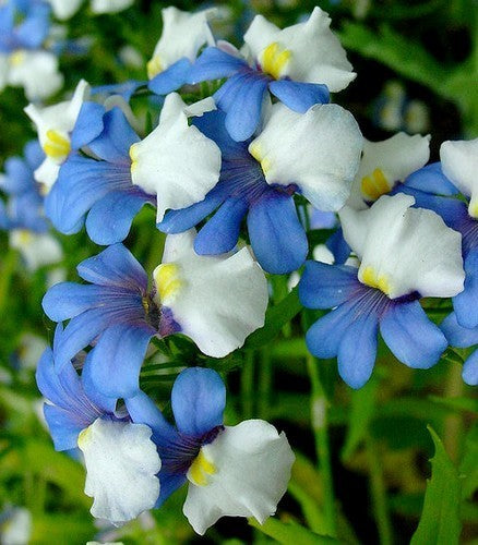 Nemesia versicolor 'K.l.m.'