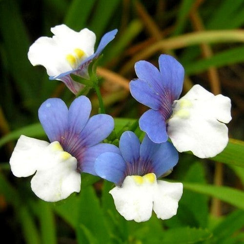 Nemesia versicolor 'K.l.m.'