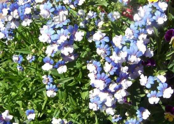 Nemesia versicolor 'K.l.m.'
