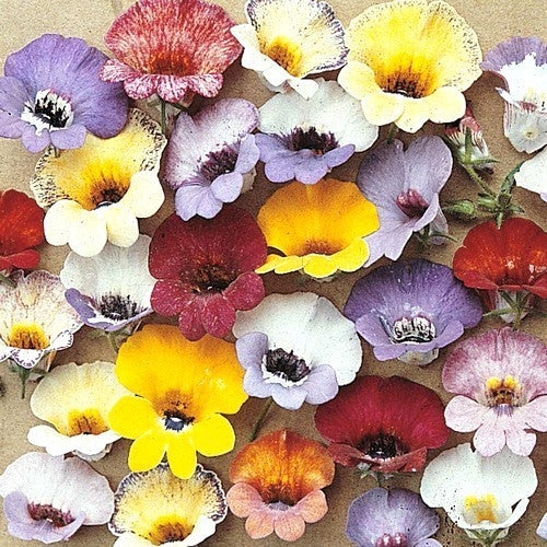 Nemesia strumosa compacta 'Tapestry'