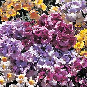 Nemesia strumosa compacta 'Tapestry'