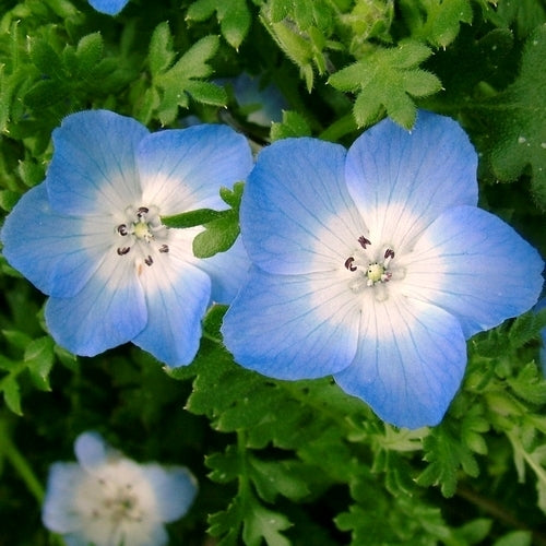 Nemophila menziesii 'Baby Blue Eyes'