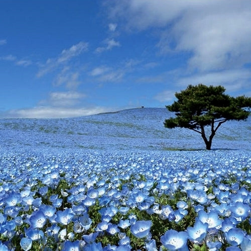 Nemophila menziesii 'Baby Blue Eyes'