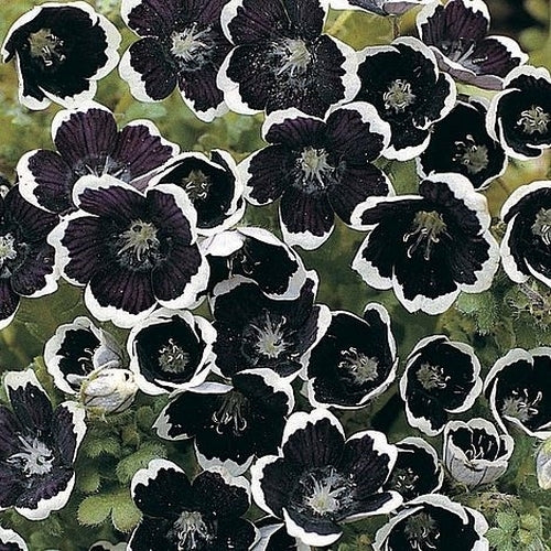 Nemophila menziesii var. discoidalis 'Penny Black'