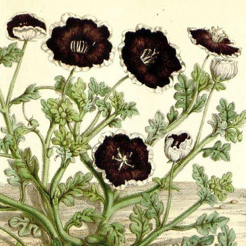 Nemophila menziesii var. discoidalis 'Penny Black'