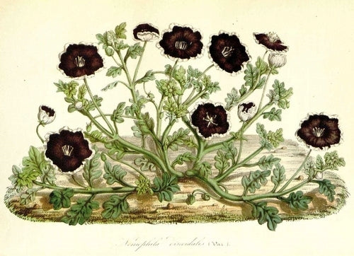 Nemophila menziesii var. discoidalis 'Penny Black'