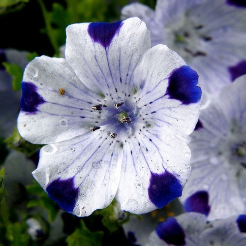 Nemophila maculata 'Five Spot'