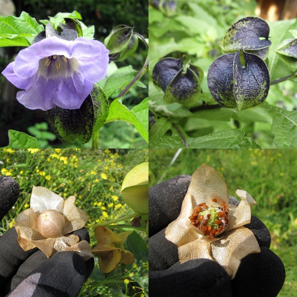Nicandra physalodes 'Blue Wonder'
