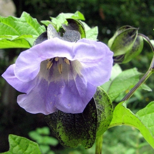 Nicandra physalodes 'Blue Wonder'