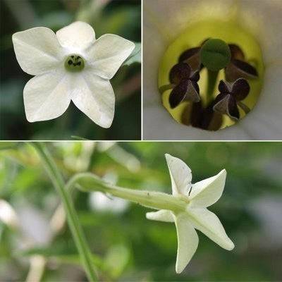 Nicotiana alata 'Fragrant Cloud' / 'Jasmine'
