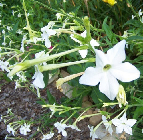 Nicotiana alata 'Fragrant Cloud' / 'Jasmine'