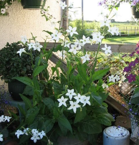 Nicotiana alata 'Fragrant Cloud' / 'Jasmine'