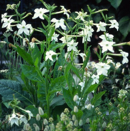 Nicotiana alata 'Fragrant Cloud' / 'Jasmine'