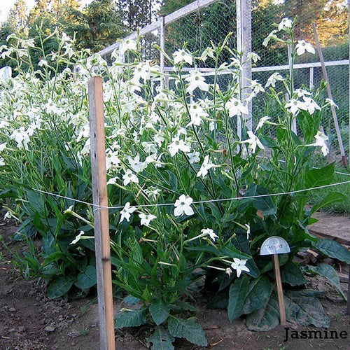 Nicotiana alata 'Fragrant Cloud' / 'Jasmine'