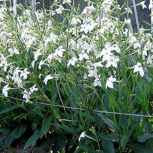 Nicotiana alata 'Fragrant Cloud' / 'Jasmine'
