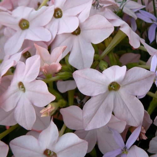 Nicotiana x sanderae 'Sirius Appleblossom'