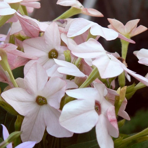 Nicotiana x sanderae 'Sirius Appleblossom'