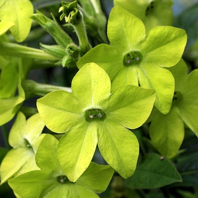 Nicotiana alata 'Lime Green'
