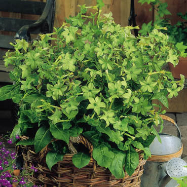 Nicotiana alata 'Lime Green'