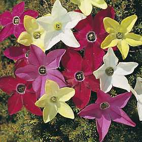 Nicotiana alata 'Roulette Mixed' F2 / 'Bunter Clown'