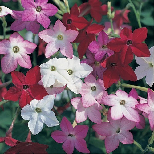 Nicotiana alata 'Sensation Mixed'